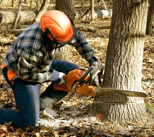 Tree Removal in Wooster, AR
